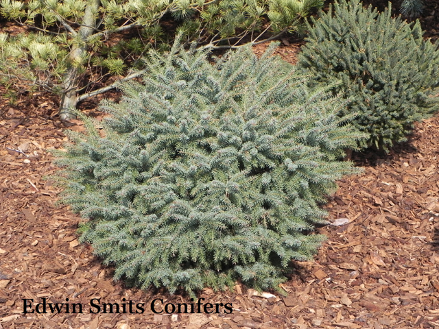 Picea mariana 'Moose Junction'